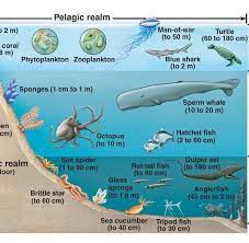 Marine ecosystems.jpg